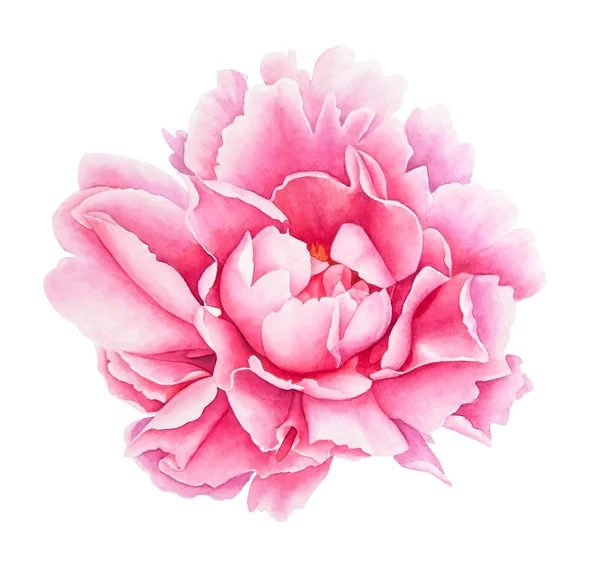 Dibujo Realista Acuarela Flor Peonía Rosa Aislada Sobre Fondo Blanco —  Fotos de Stock