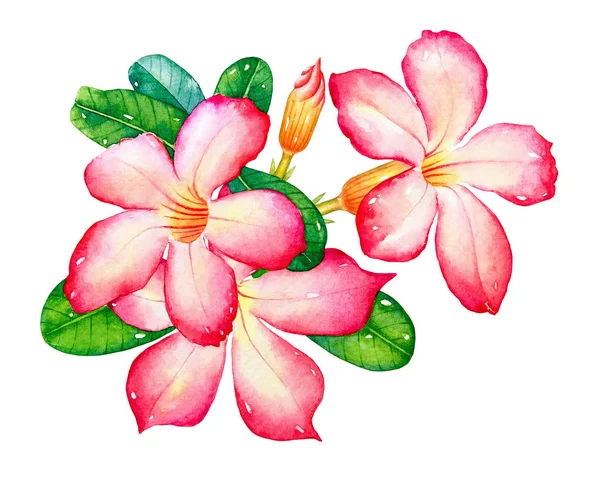 Ilustración Acuarela Las Flores Tropicales Rosadas Con Hojas Verdes Aisladas — Foto de Stock