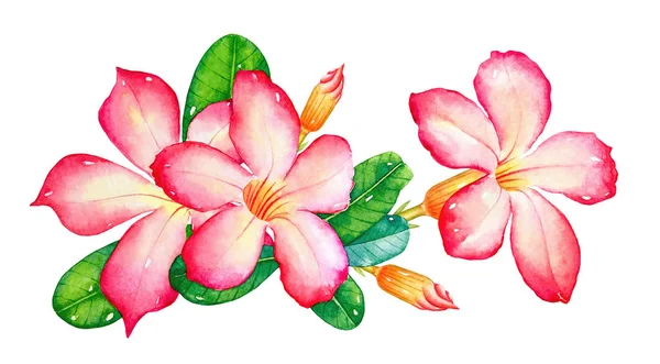 Ilustración Acuarela Las Flores Tropicales Rosadas Con Hojas Verdes Aisladas — Foto de Stock