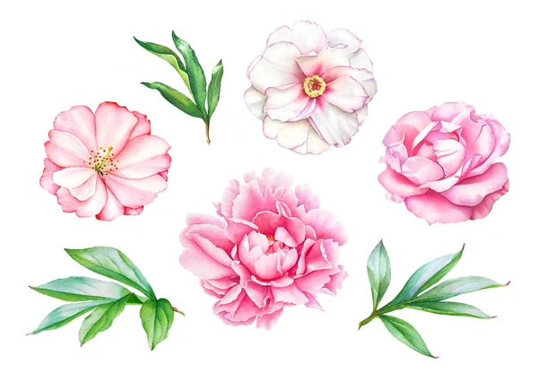 Dibujo Realista Acuarela Flores Peonía Rosa Con Hojas Aisladas Sobre —  Fotos de Stock