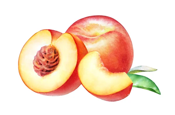 Ακουαρέλα Ρεαλιστική Απεικόνιση Βοτανικό Ροδάκινο Φρούτα Που Απομονώνονται Λευκό Φόντο — Φωτογραφία Αρχείου