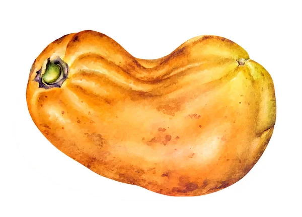 Akvarell Rajz Papaya Gyümölcsből Elszigetelt Fehér Background — Stock Fotó
