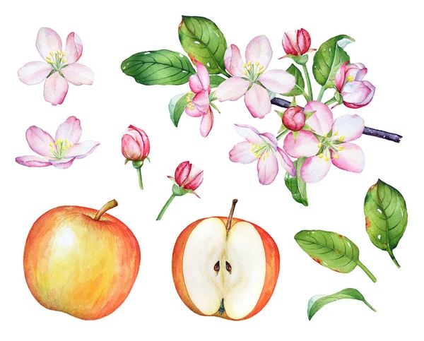 手には リンゴの木の水彩の部分が描かれました 花や緑の葉が白い背景で隔離 — ストック写真