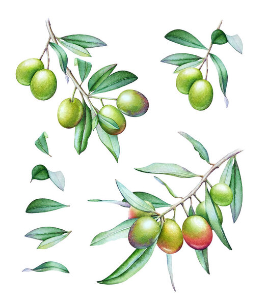 Set of watercolor illustrations of the olive tree branches with olives and green leaves isolated on white background.