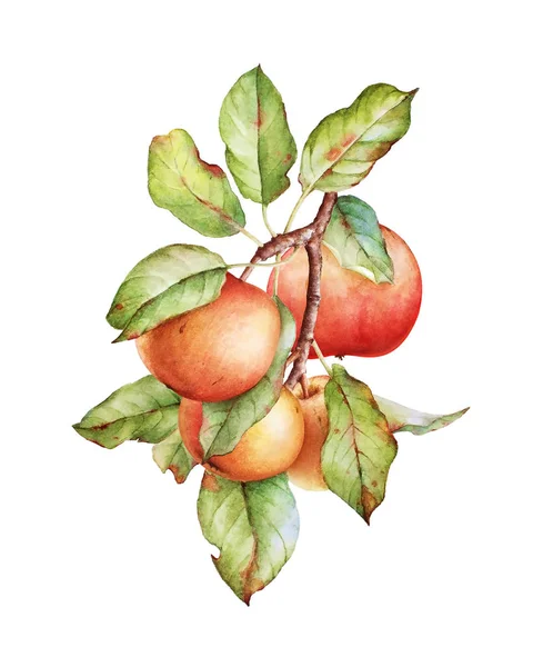 Illustration Aquarelle Une Branche Pommier Aux Feuilles Vertes Aux Pommes — Photo