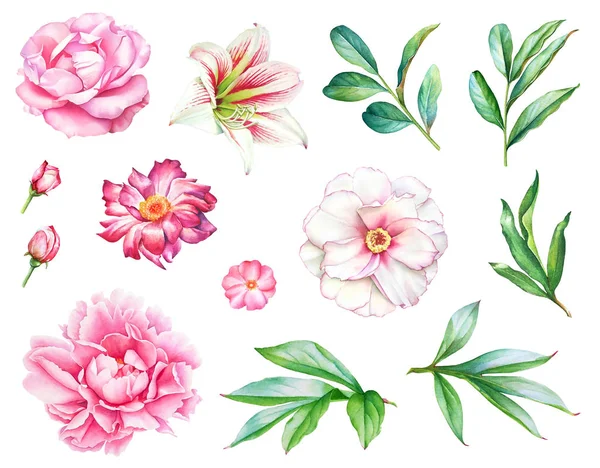 Watercolor Realistic Drawing Pink White Flowers Leaves White Background — 스톡 사진