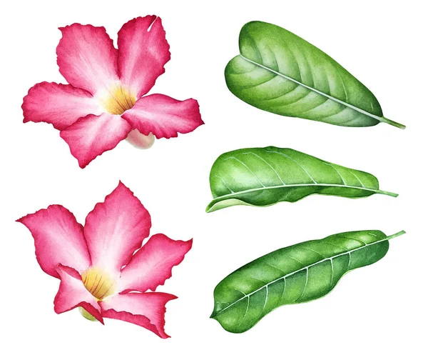 Акварельная Иллюстрация Розовых Тропических Цветов Зелеными Листьями — стоковое фото
