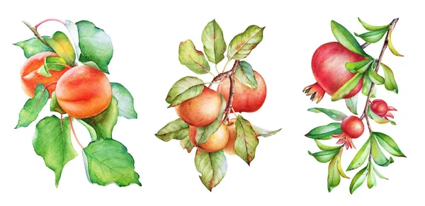 Watercolor Illustration Apple Apricot Pomegranate Tree Branches — 스톡 사진