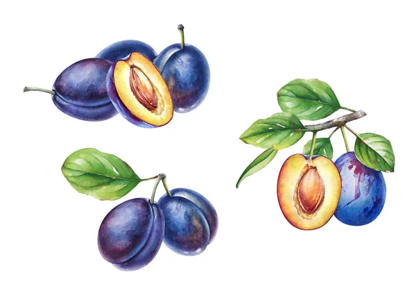 Szilvafa Akvarell Illusztrációi Zöld Fehér Alapon Izolált Zöldlevelekkel Gyümölcsökkel — Stock Fotó