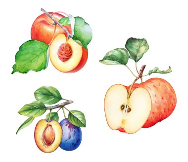 Erik, elma ve şeftali ağacının yeşil yaprakları ve meyveleriyle suluboya çizimleri..