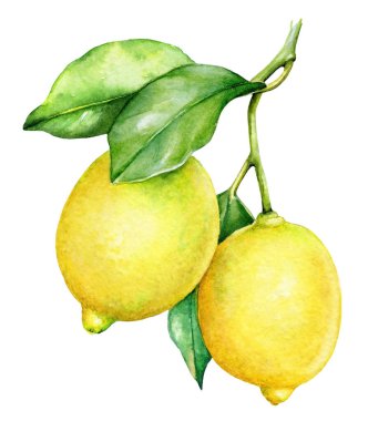 Bir limon dalının suluboya bitkisel ilüzyonu
