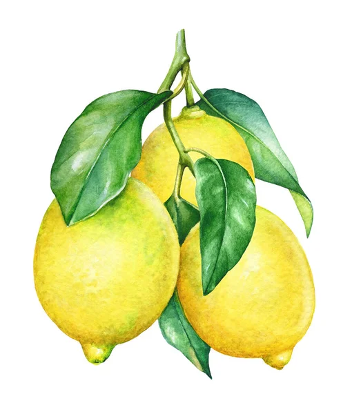 Watercolor Botanical Illlustration Lemon Tree Branch White Background — Stock Photo, Image