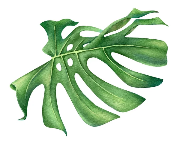 Watercolor Illustration Monstera Leaf Isolated White Background — Stock Photo, Image