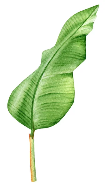 Υδατογραφία Απεικόνιση Ενός Πράσινου Φύλλου Ενός Παραδεισένιου Πτηνού Που Απομονώνεται — Φωτογραφία Αρχείου