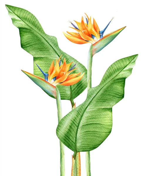 Aquarelle Dessin Réaliste Une Strelitzia Fleurs Tropicales Avec Des Feuilles — Photo