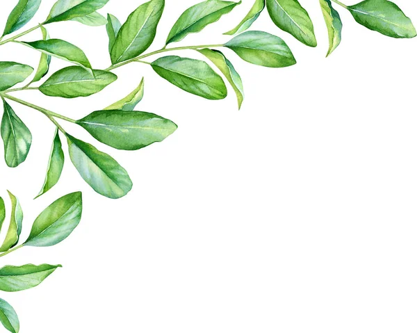 Kwiatowy Design Akwarelowymi Gałęziami Zielonymi Liśćmi — Zdjęcie stockowe