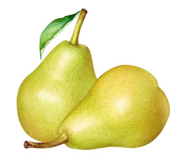 Watercolor illustration of two yellow pears isolated on white background. clipart
