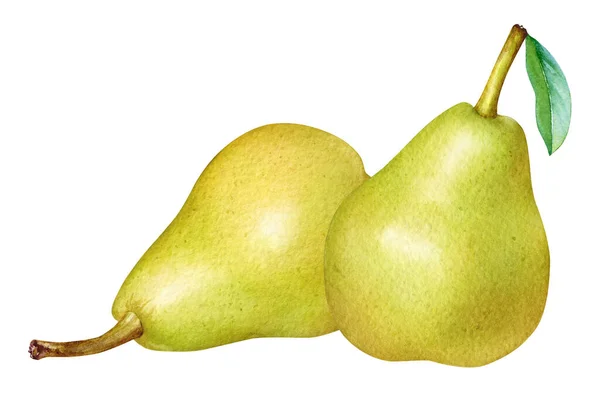 白を基調とした黄色の梨の水彩画 — ストック写真