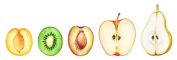 Verzameling Van Aquarelvruchten Helften Abrikoos Kiwi Pruim Appel Peer Een — Stockfoto