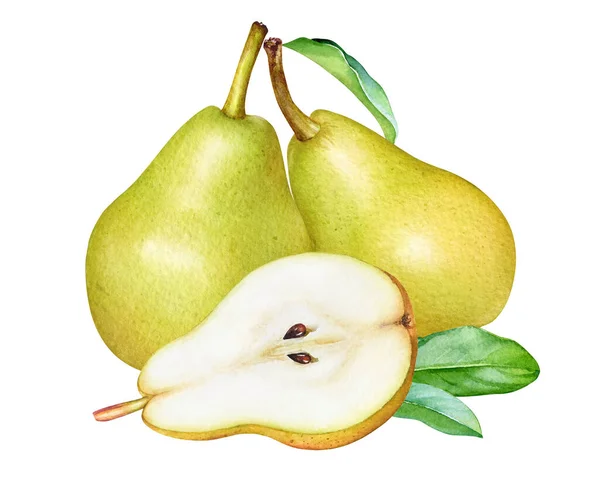 Watercolor Yellow Pears Leaves Isolated White Background — Stock Photo, Image