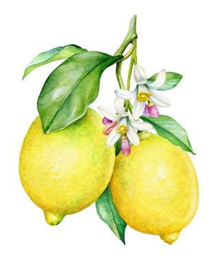 Beyaz arka planda meyve ve çiçeklerle limon ağacı dalının suluboya ilüzyonu