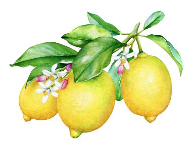 Beyaz arka planda meyve ve çiçeklerle limon ağacı dalının suluboya ilüzyonu
