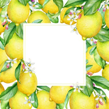 Meyveli, yapraklı ve çiçekli suluboya limon ağacı dalları.