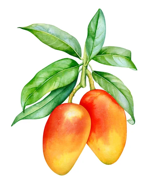 Beyaz arkaplanda meyveler ve yapraklarla mango ağacının suluboya çizimi