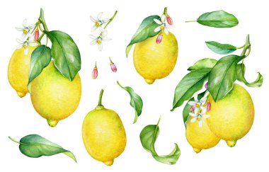 Suluboya limon ağacı dalları, meyveler, yapraklar ve çiçekler koleksiyonu.