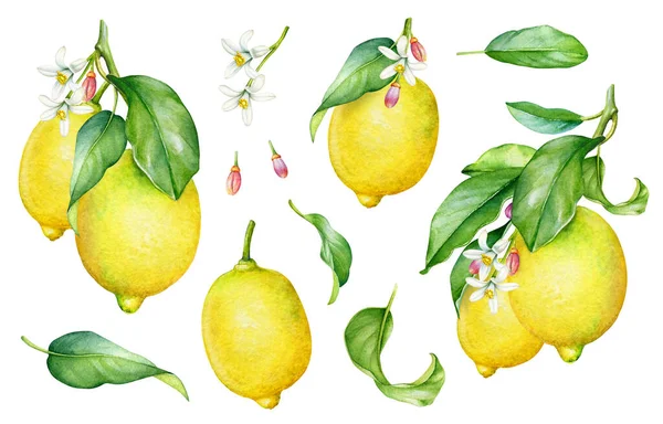 Suluboya limon ağacı dalları, meyveler, yapraklar ve çiçekler koleksiyonu.