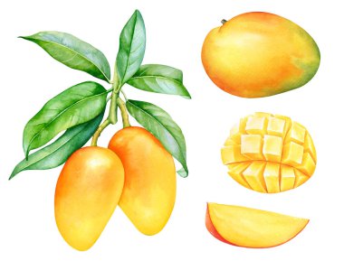 Beyaz arkaplanda izole edilmiş mango meyvelerinin suluboya koleksiyonu