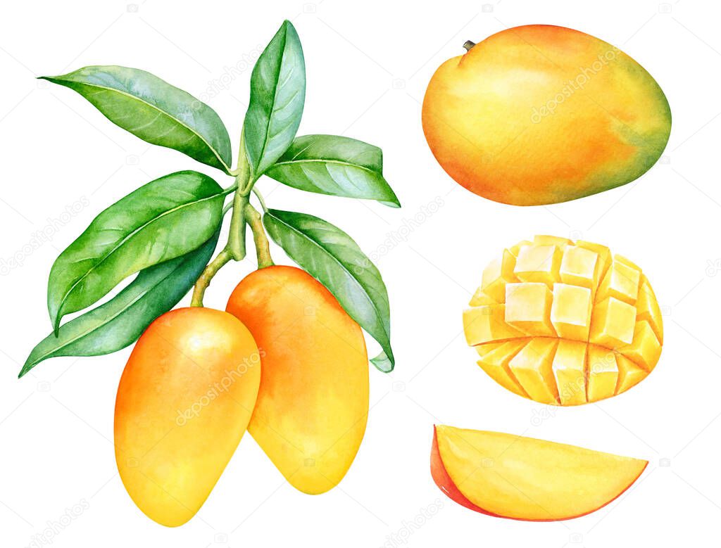 Watercolor collection of mango fruits isolated on white background