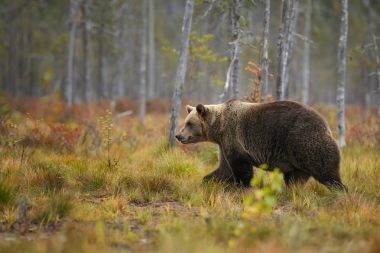 Boz ayı - Ursus arctos ormandaki tipik nordic Avrupa, Finlandiya, Europe