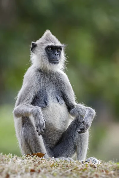 Hanuman Langur Semnopithecus Entellus Sri Lanka Sentado Roca — Foto de Stock