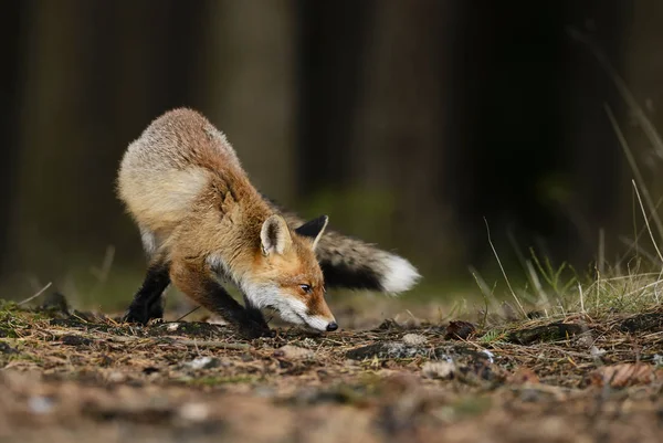 Red Fox Vulpes Vulpes Leśny Polowanie — Zdjęcie stockowe