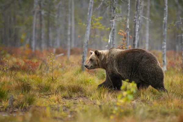 Urso Castanho Urso Arcos Floresta Nórdica Europeia Típica Finlândia Europa — Fotografia de Stock