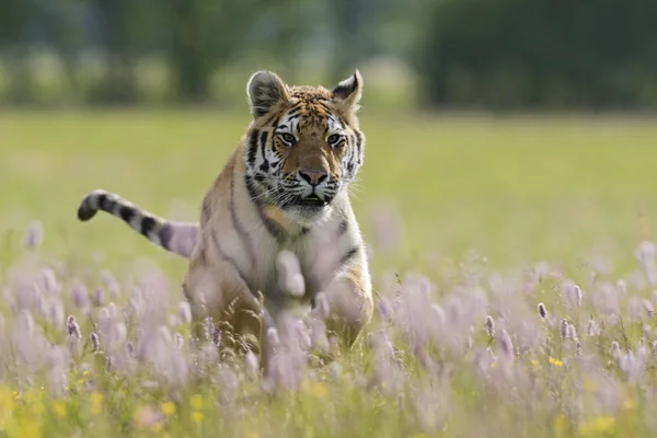 Σιβηρική Τίγρη Panthera Tigris Τρέχει Μέσα Από Λιβάδι Απειλούμενο Ζώο — Φωτογραφία Αρχείου