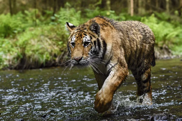 Tigre Siberiano Caza Río Animales Peligro —  Fotos de Stock