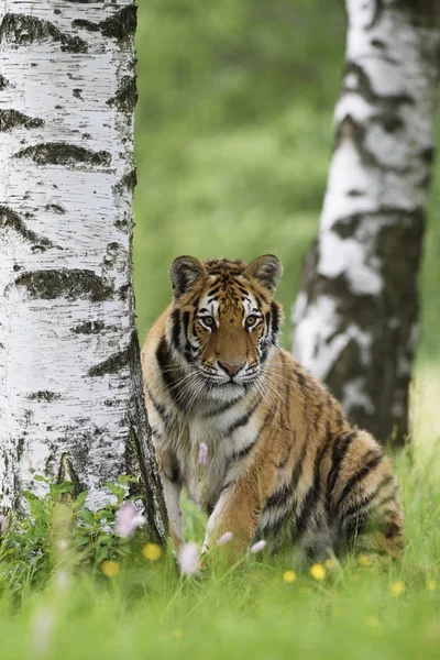 Tigre Siberiano Tigre Panthera Relaxando Prado Escondido Atrás Árvore Animais — Fotografia de Stock