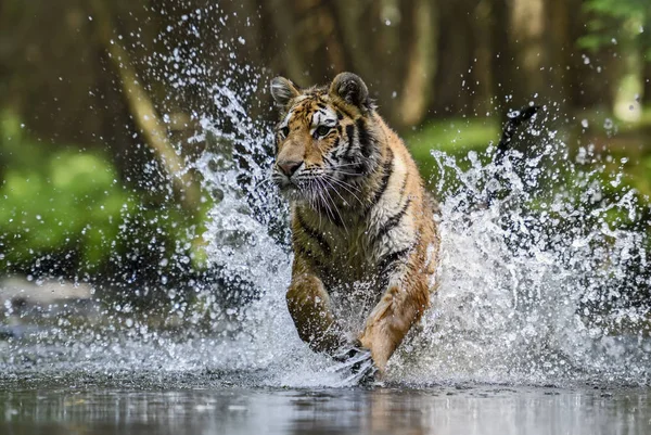 シベリア虎 川で狩り 絶滅危惧動物 — ストック写真