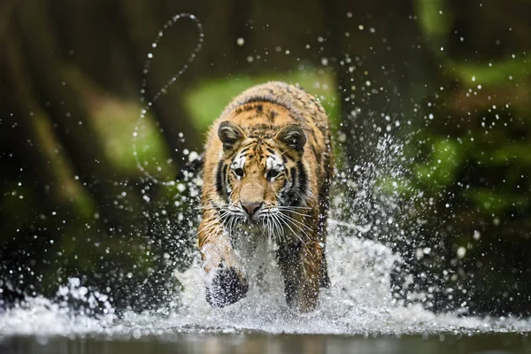 Сибирский Тигр Охота Реке Вымирающее Животное — стоковое фото