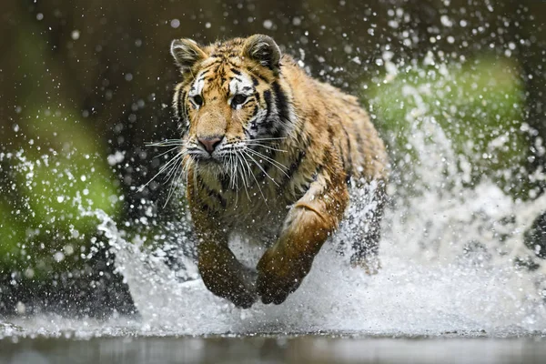 Tigre Siberiano Caza Río Animales Peligro — Foto de Stock