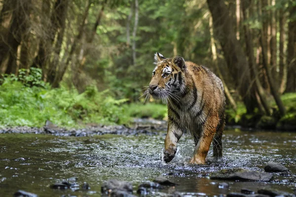 Tigre Siberiano Caçando Rio Animais Ameaçados Extinção — Fotografia de Stock