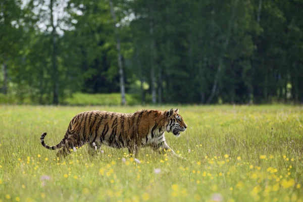 Σιβηρική Τίγρη Panthera Tigris Περπατώντας Μέσα Από Λιβάδι Απειλούμενο Ζώο — Φωτογραφία Αρχείου