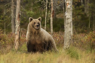 Boz ayı - Ursus arctos ormandaki tipik nordic Avrupa, Finlandiya, Europe