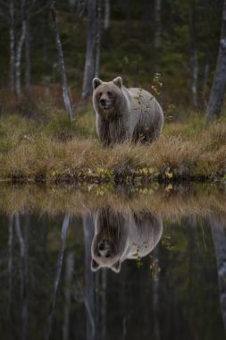 Su reflextion kahverengi ayı - Ursus arctos ormandaki tipik nordic Avrupa, Finlandiya, Europe