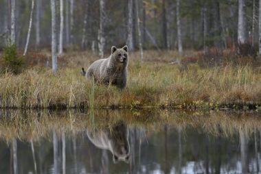 Su reflextion kahverengi ayı - Ursus arctos ormandaki tipik nordic Avrupa, Finlandiya, Europe