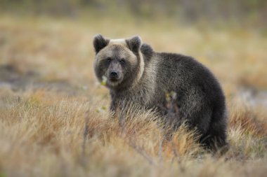 Genç küp kahverengi ayı - Ursus arctos ormandaki tipik nordic Avrupa, Finlandiya, Europe