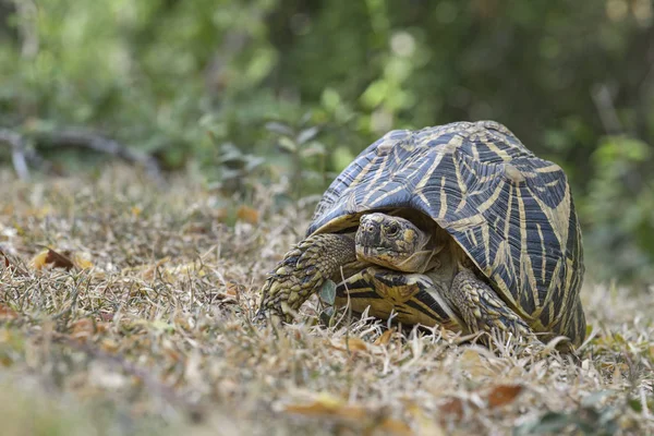 Indian Star Tortoise Geochelone Elegans Шри Ланка — стоковое фото