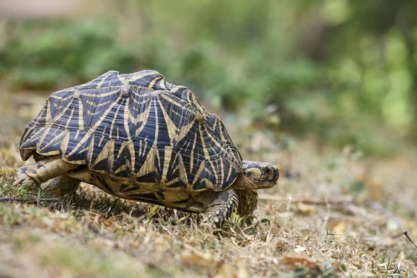 Indian Star Tortoise Geochelone Elegans Шри Ланка — стоковое фото